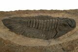 Lichid (Lichas Marocanus) Trilobite - Jbel Bou Degane, Morocco #338981-3